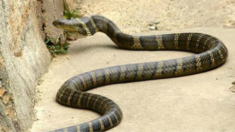 农村宴席杀蛇 - AcFun弹幕视频网 - 认真你就输