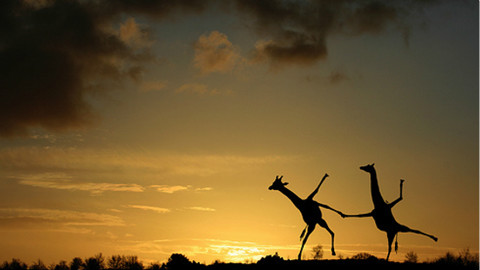 家满能量 红牛贺岁大片 - AcFun弹幕视频网 - 认