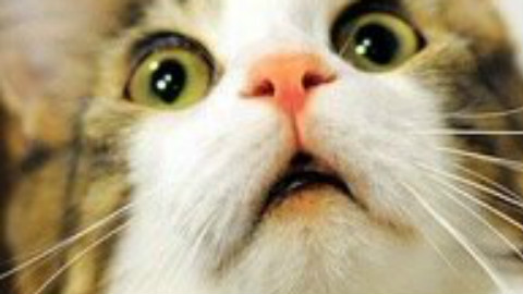 [纪录片] BBC:猫咪的秘密 6\/9 英语中字 - AcFu