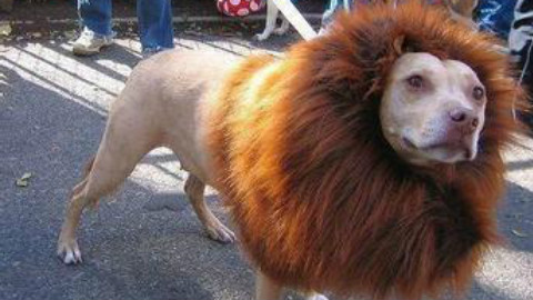 国服第一狮子狗,你经历过绝望吗 - AcFun弹幕视