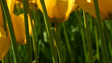 TVB小丸子主题曲《问题天天都多》 - AcFun弹