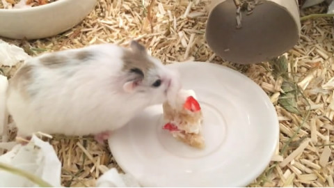 小仓鼠吃主人DIY的生日蛋糕~ - AcFun弹幕视频