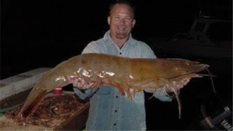 钓 巨 虾 - AcFun弹幕视频网 - 认真你就输啦 (ω