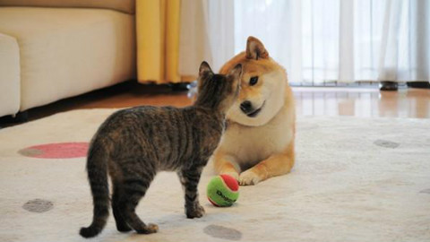 家有萌宠:别装 N个瞬间证明你是心机婊 - AcFu