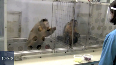 【实验】让猴子做一样的事,却「同工不同酬」