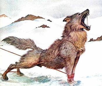 安德鲁斯巨狼灭绝图片
