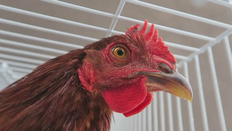 公鸡恶作剧整蛊过路正妹