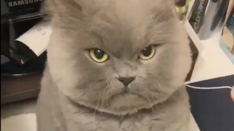 很凶猫咪,动漫猫咪头像,卡通猫咪头像_大山谷图库