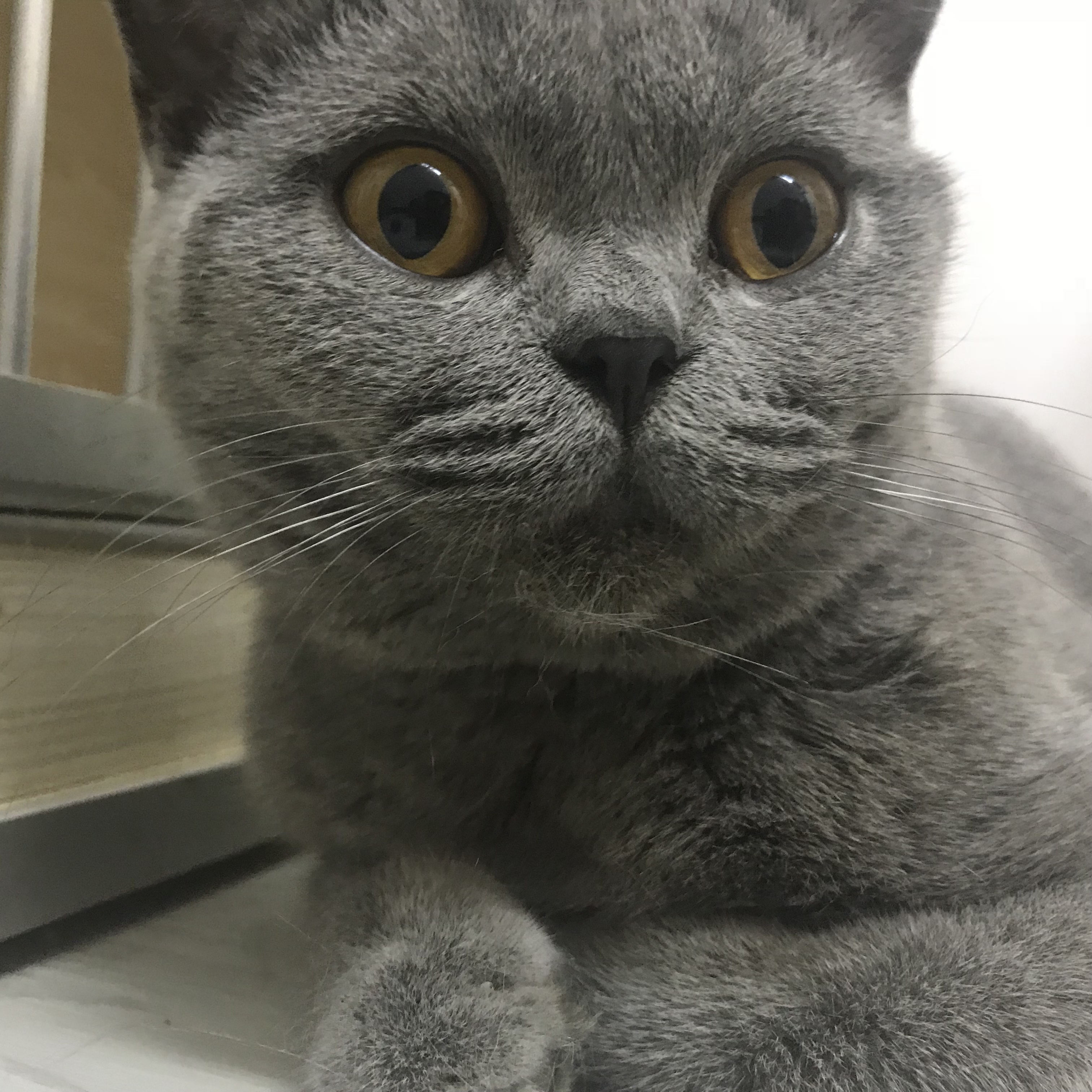 正八开脸 根折的小汤圆惊讶喵